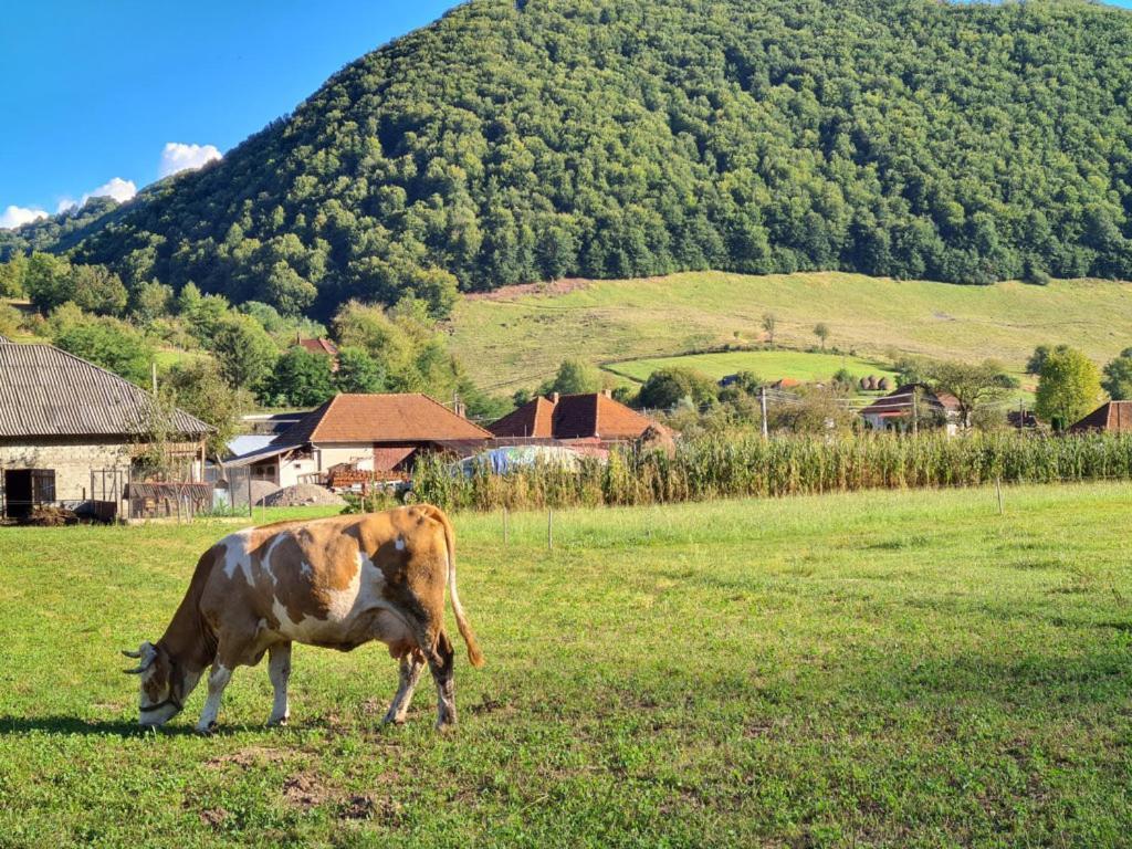 Casute Zavoi Bulz Villa Екстериор снимка